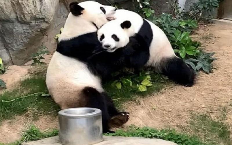 科技引領(lǐng)抗疫新時(shí)代，全球最新疫情概況