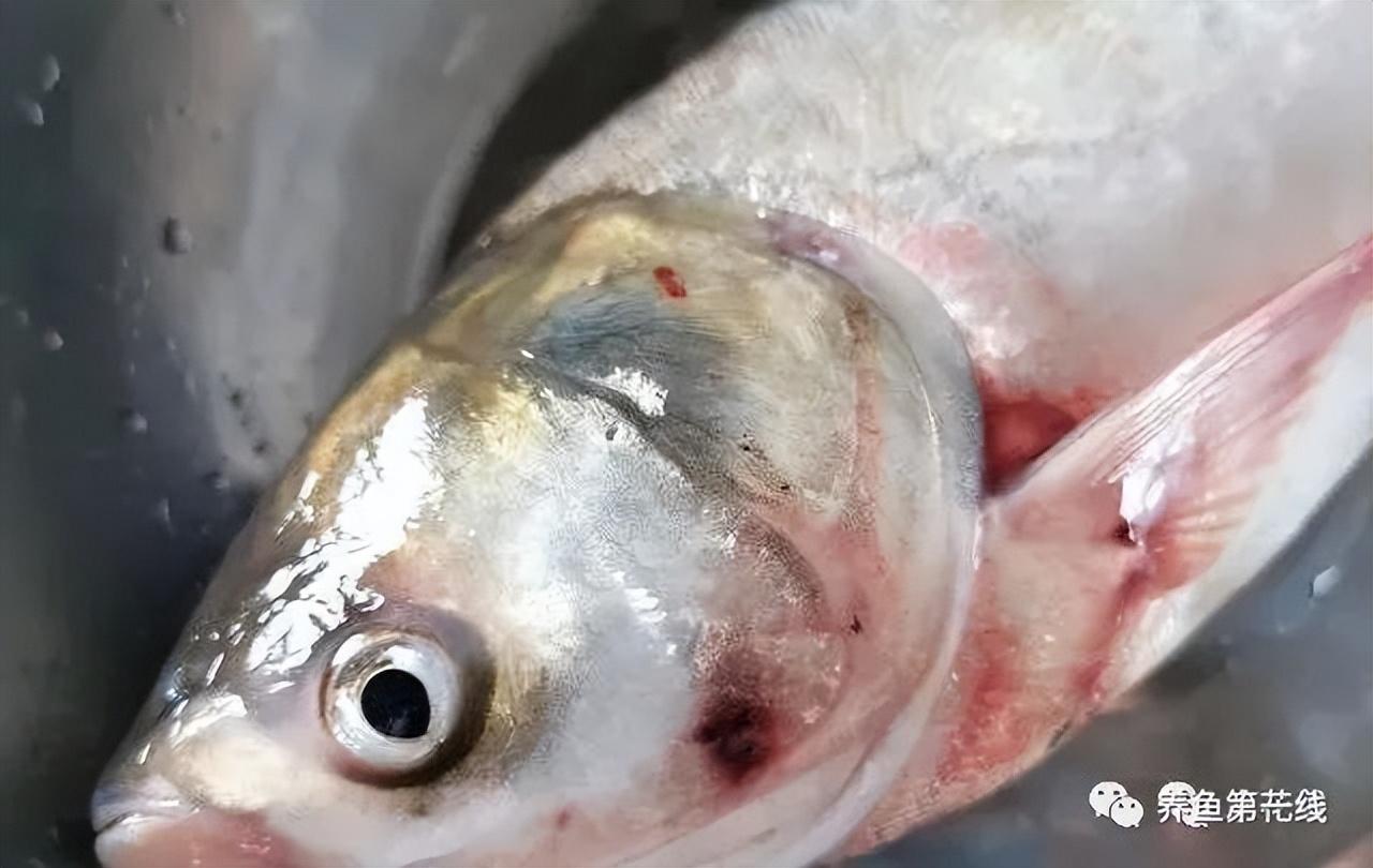 最新治療白斑病方法,最新治療白斑病方法?