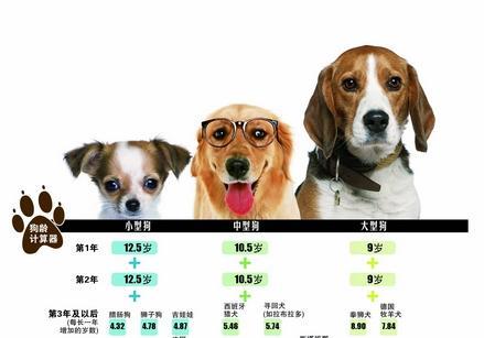 揭秘狗狗壽命，最新狗年齡全解析??