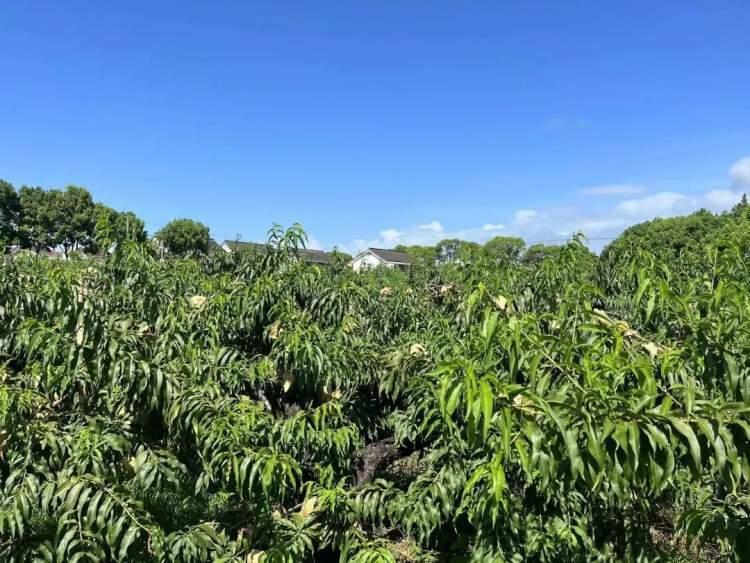桃上市嘗鮮季節(jié)來(lái)襲！????