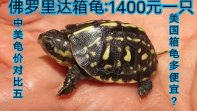 最新龜友網(wǎng)龜價(jià)更新，探索龜途中的溫情故事