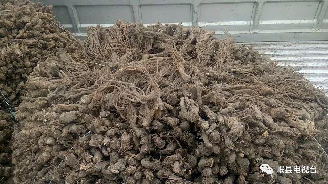 川芎最新科技產(chǎn)品介紹，科技與生活的完美融合