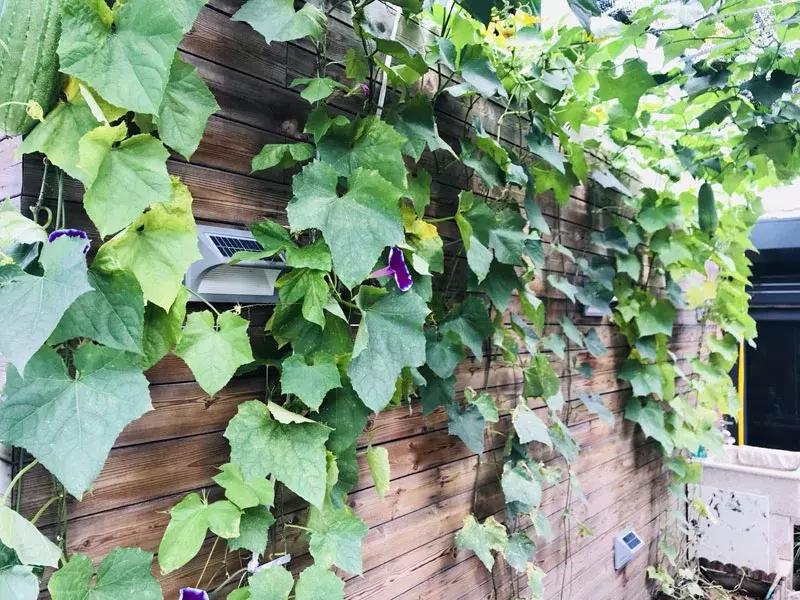 露臺(tái)最新菜園，綠意盎然下的溫情日常