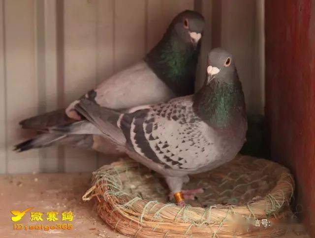 鴿子最新用具揭秘，小巷中的神秘寶藏探索