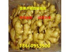 萊州生姜最新價格概覽，市場走勢、種植技術(shù)影響及案例分析